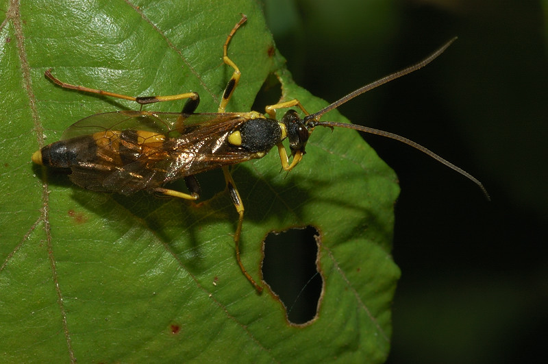 Amblyteles armatorius